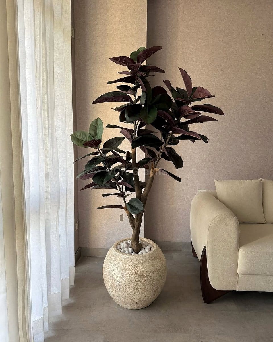 rubber plant in home office