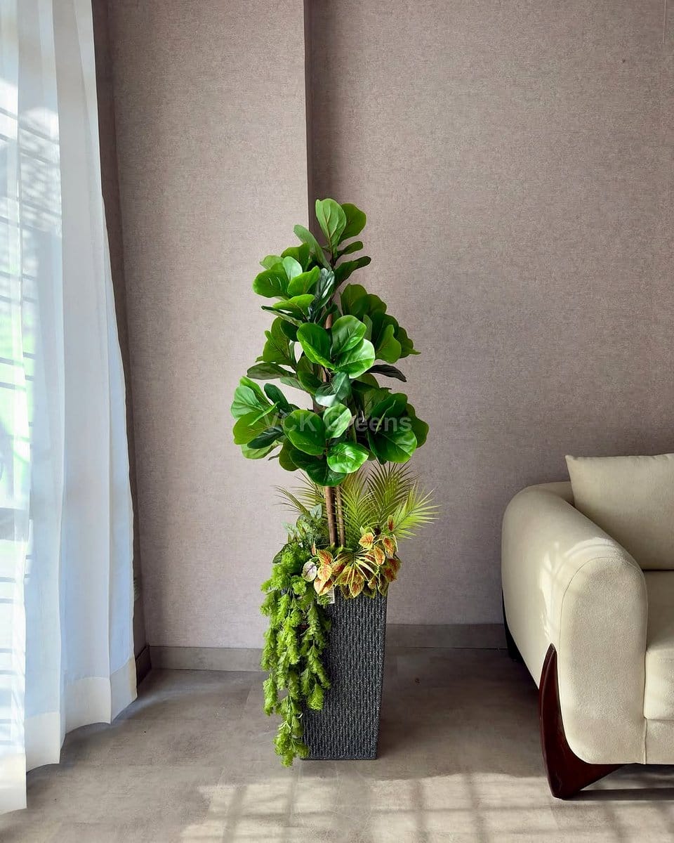 Fiddle Leaf Fig and Rubber Plant in corner