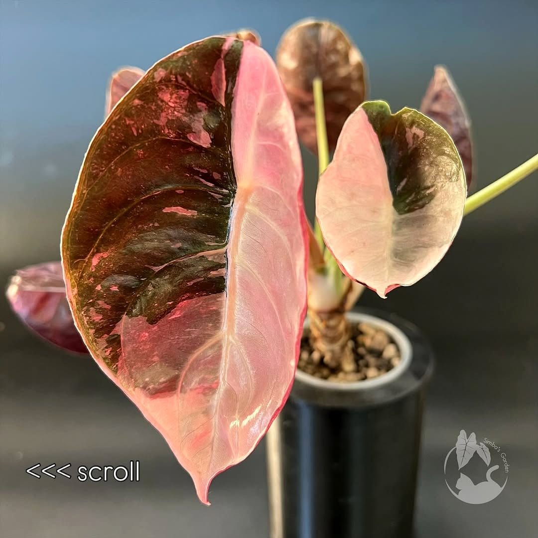 Alocasia Cuprea with metallic sheen
