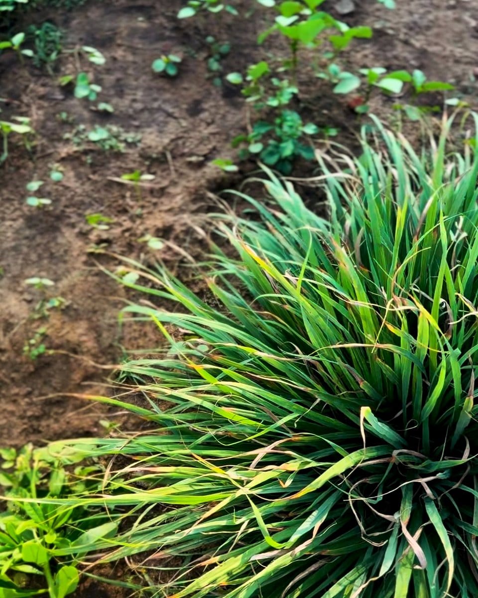 lemongrass stalks in a bamboo basket