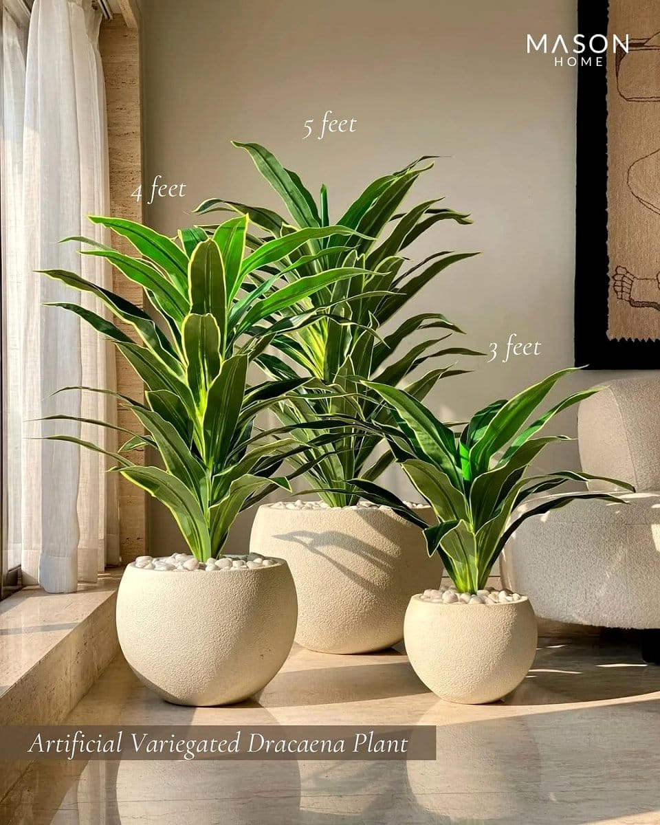 dracaena in office setting