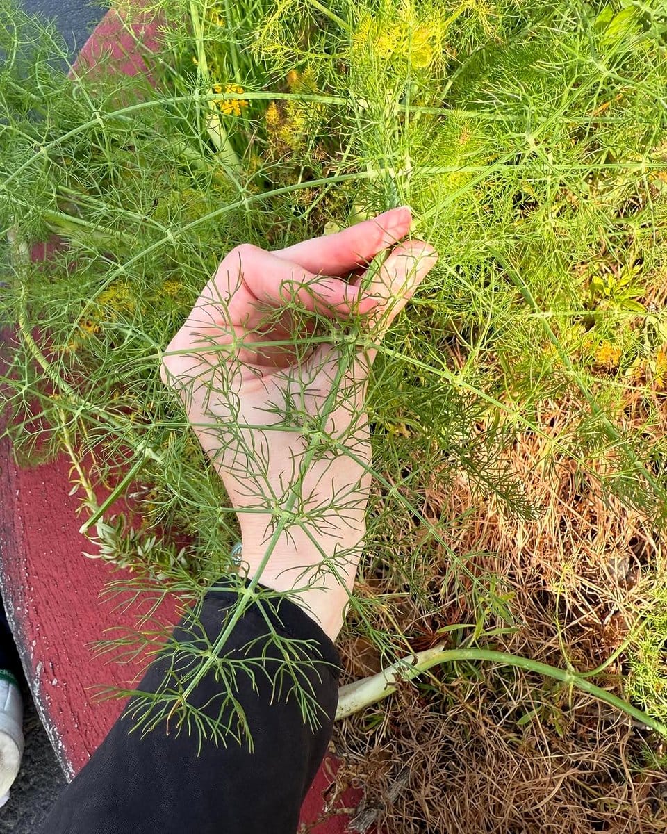 fennel plant with feathery fronds
