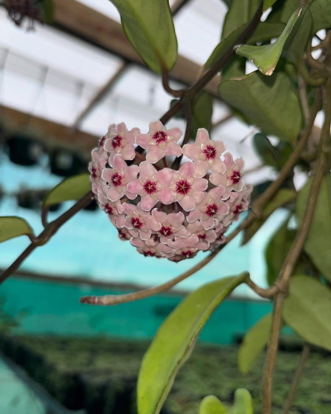 Glossy wax plant in hanging planter