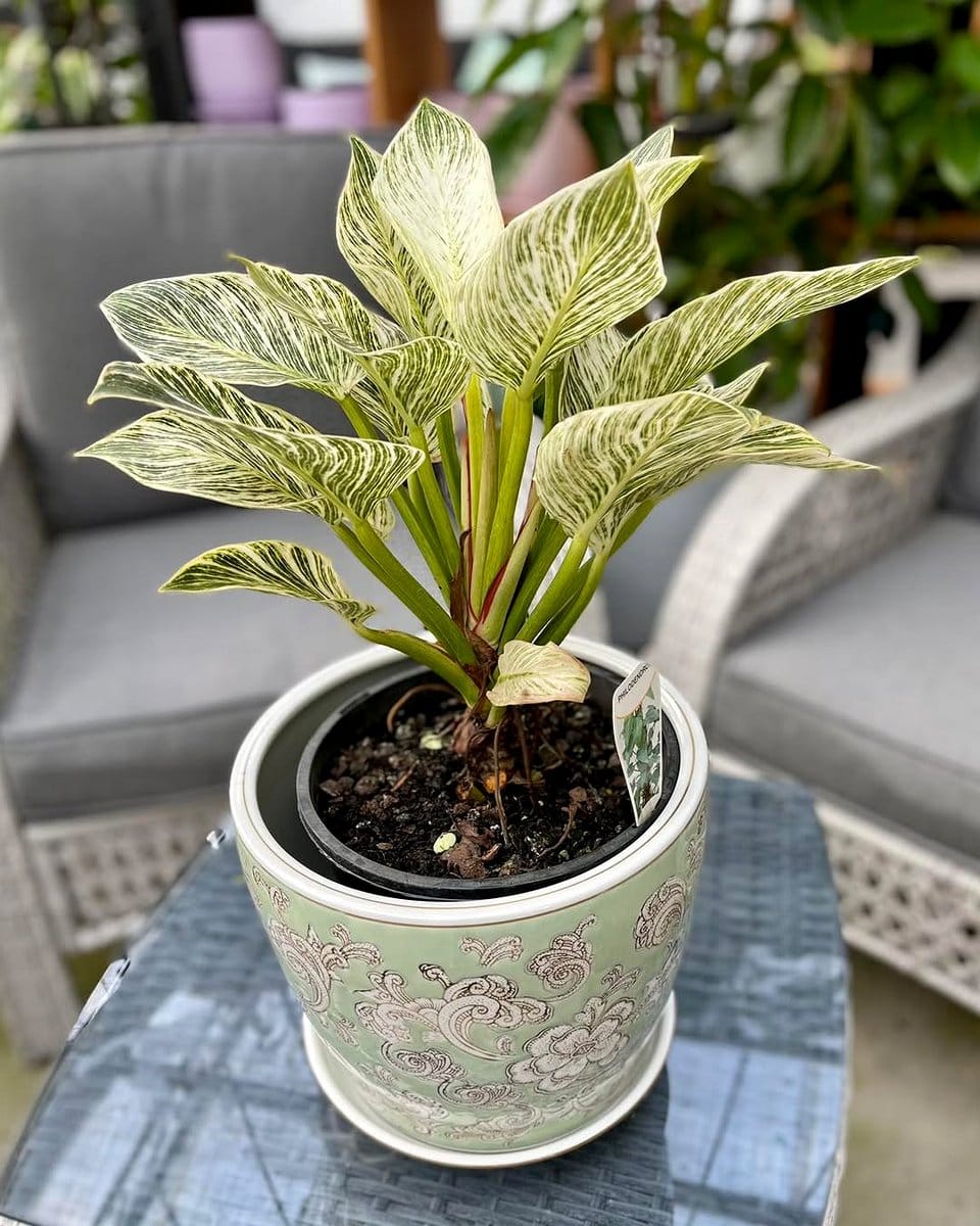 philodendron birkin with variegated leaves