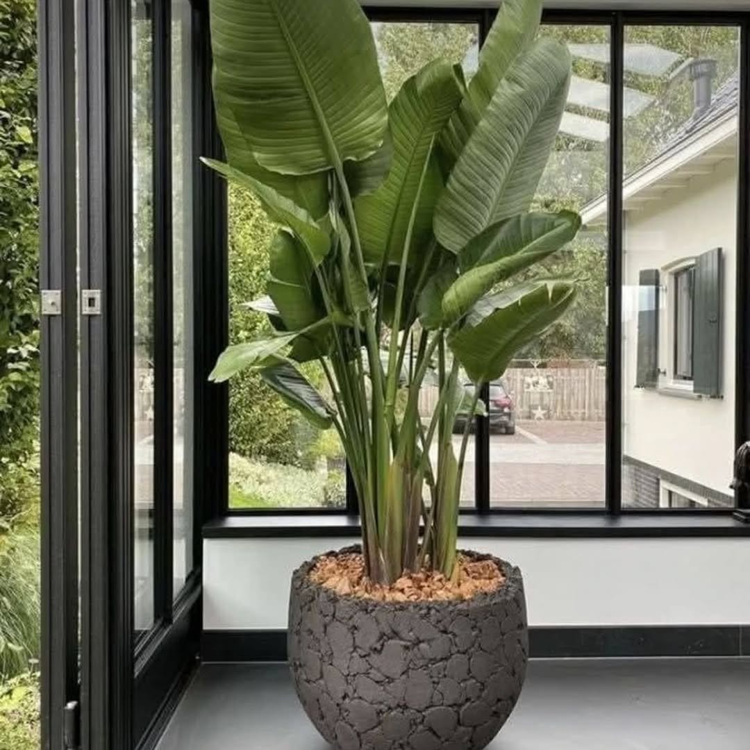 Modern plant display with automatic watering system