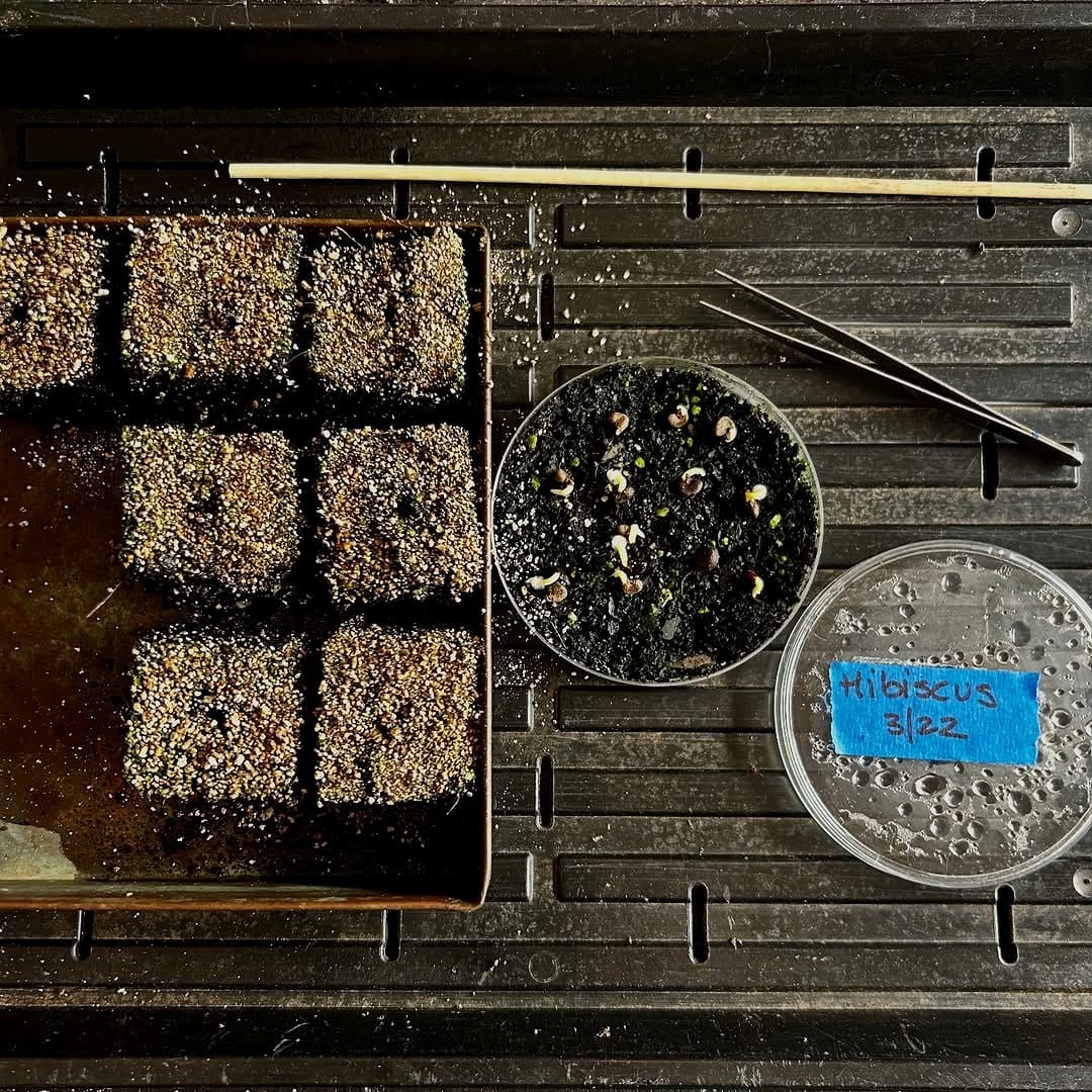compact germination station setup