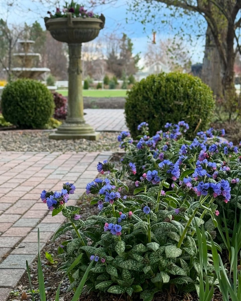 Lamium leaves with pulmonaria flowers