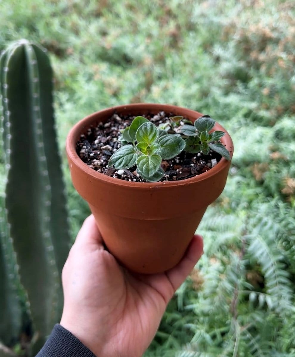 oregano stems in garden