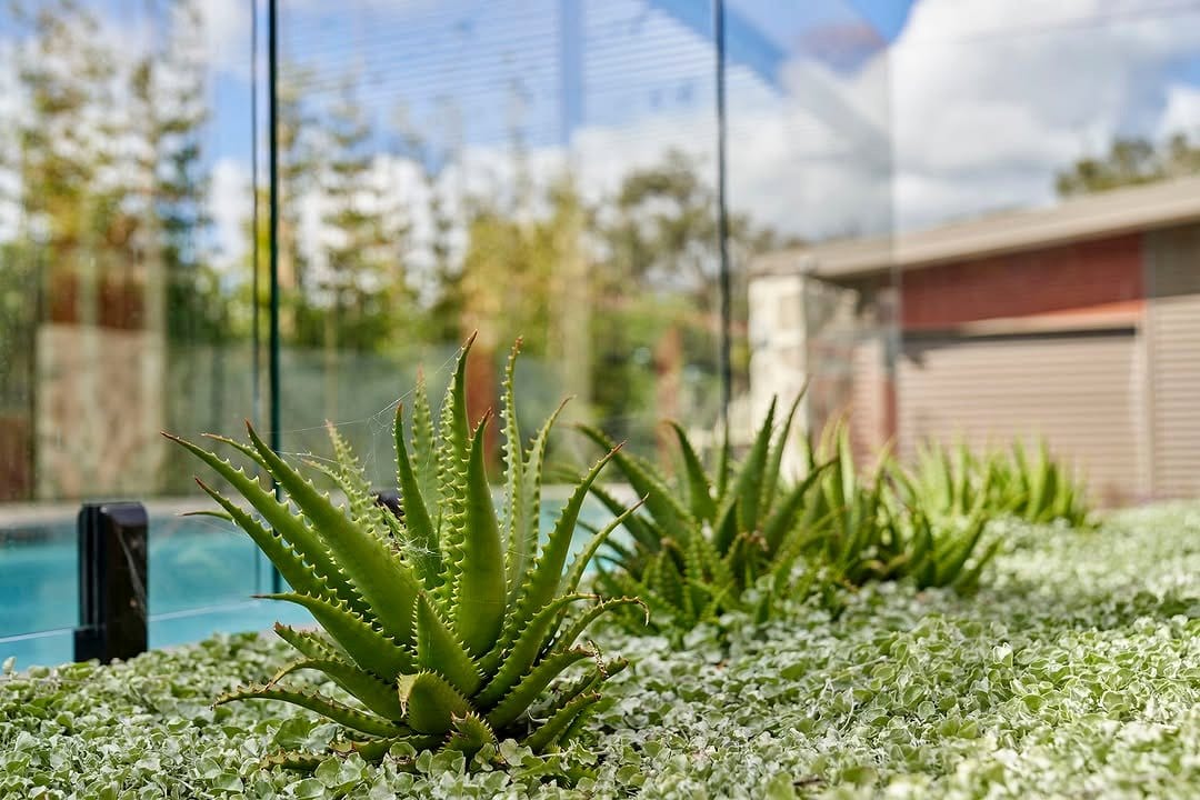 aloe vera in sleek planter