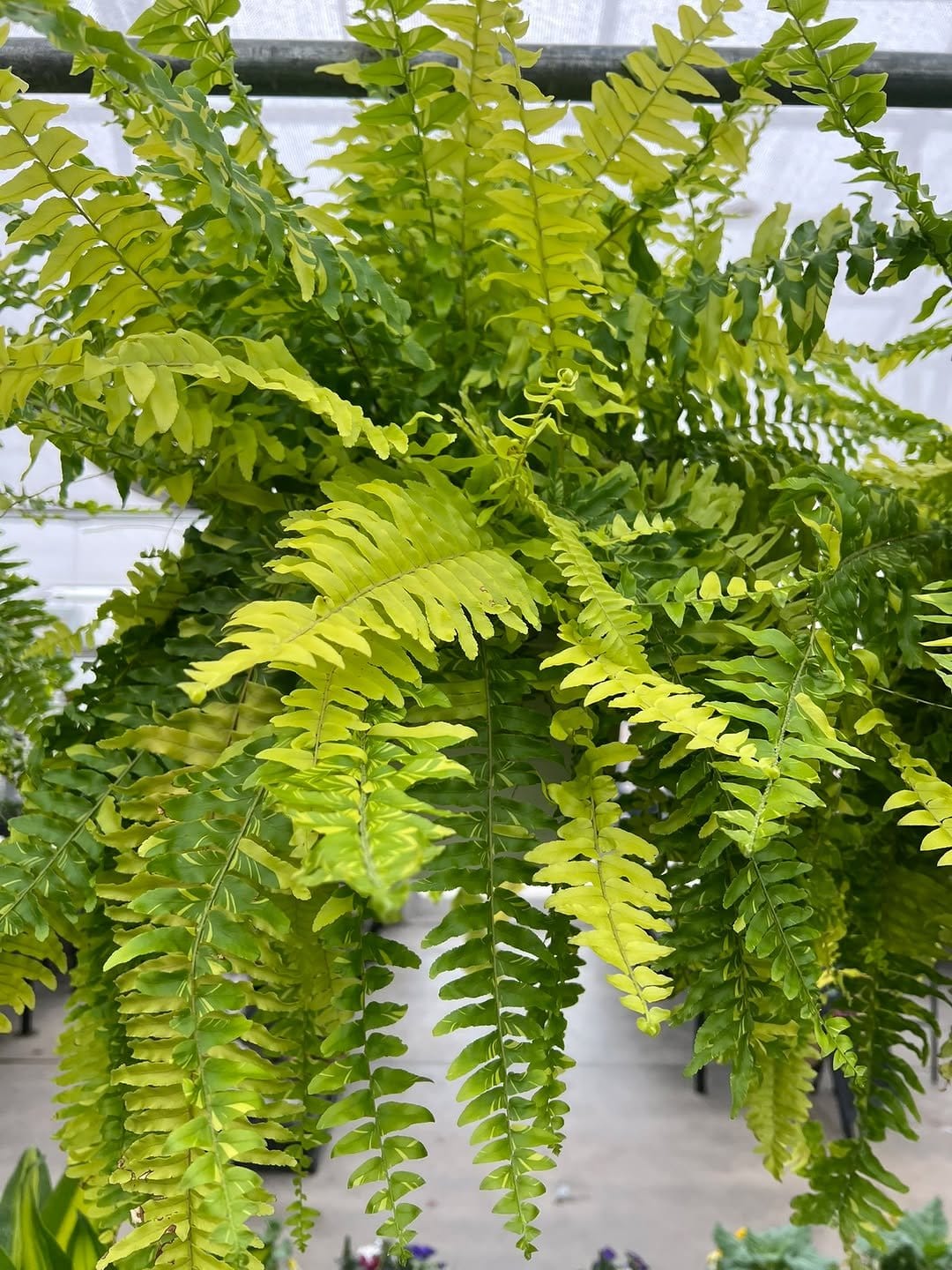 Lush Boston fern in hanging basket
