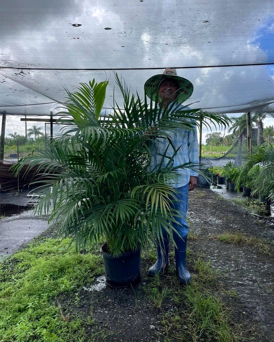 Areca palm in sunny alcove