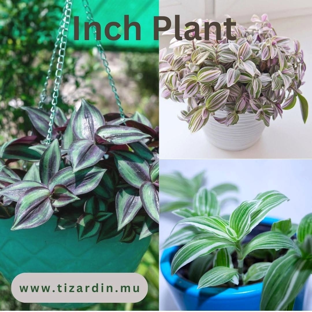 inch plant with purple and green leaves in a hanging pot