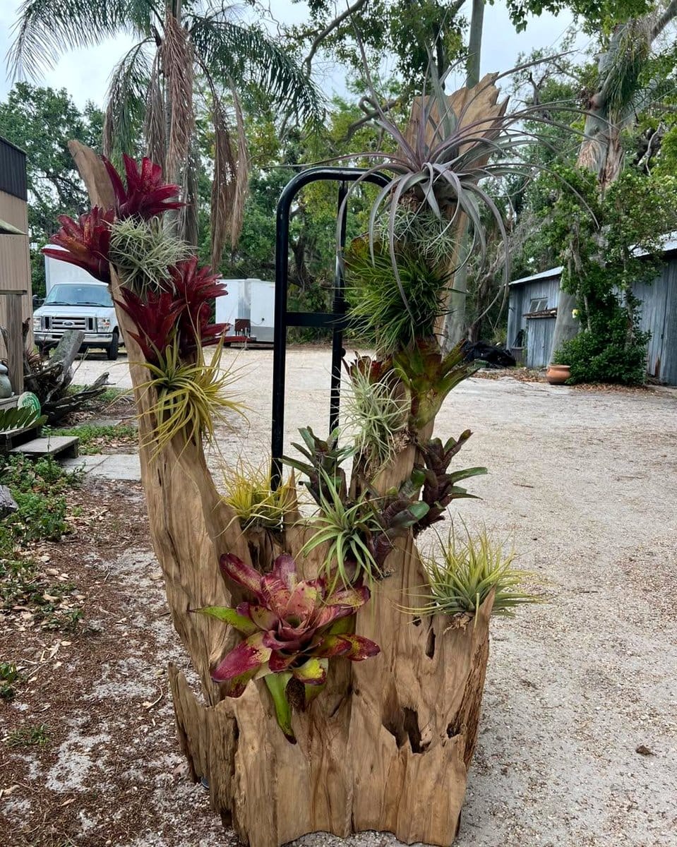 driftwood planter with rare orchids
