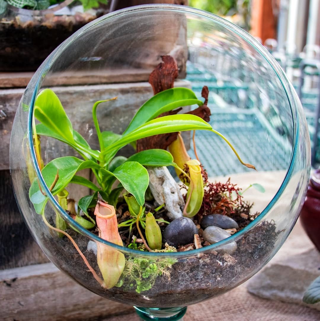 terrarium with plant cuttings