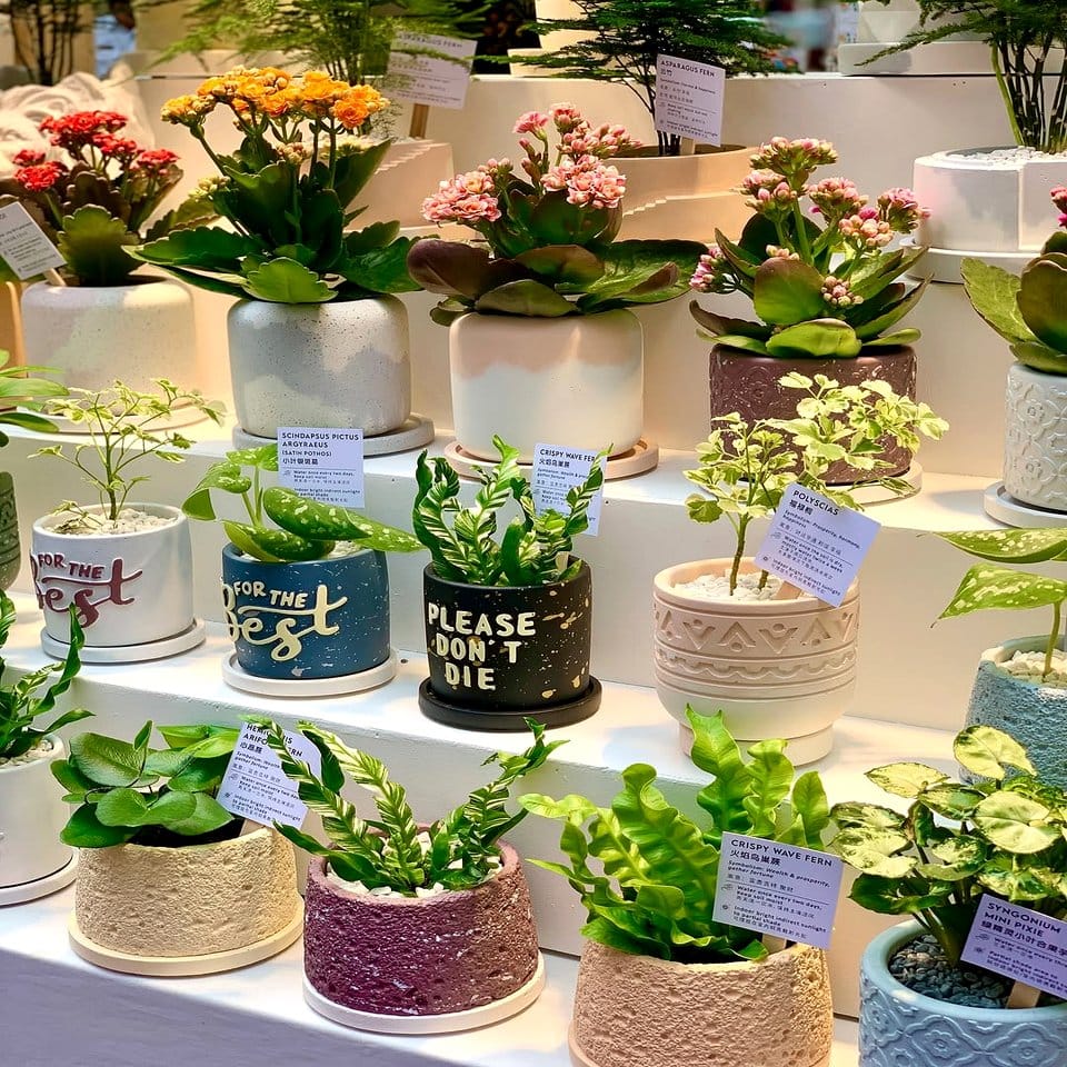 Unique plant pot with salt crystal border
