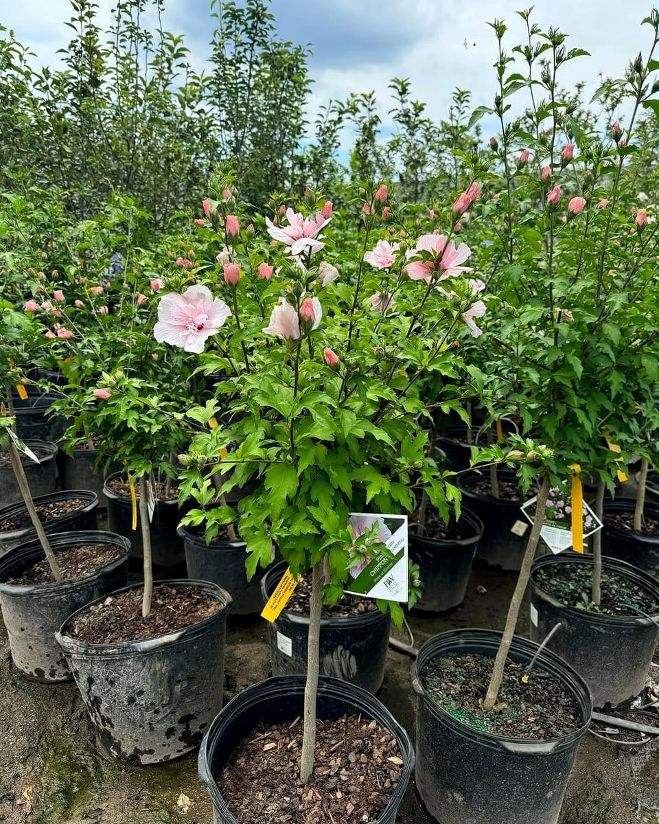 hardy hibiscus in bloom