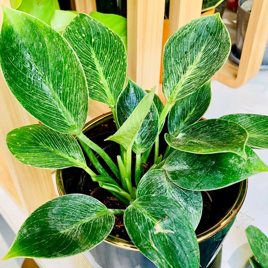 Corrugated metal planter with lush greenery