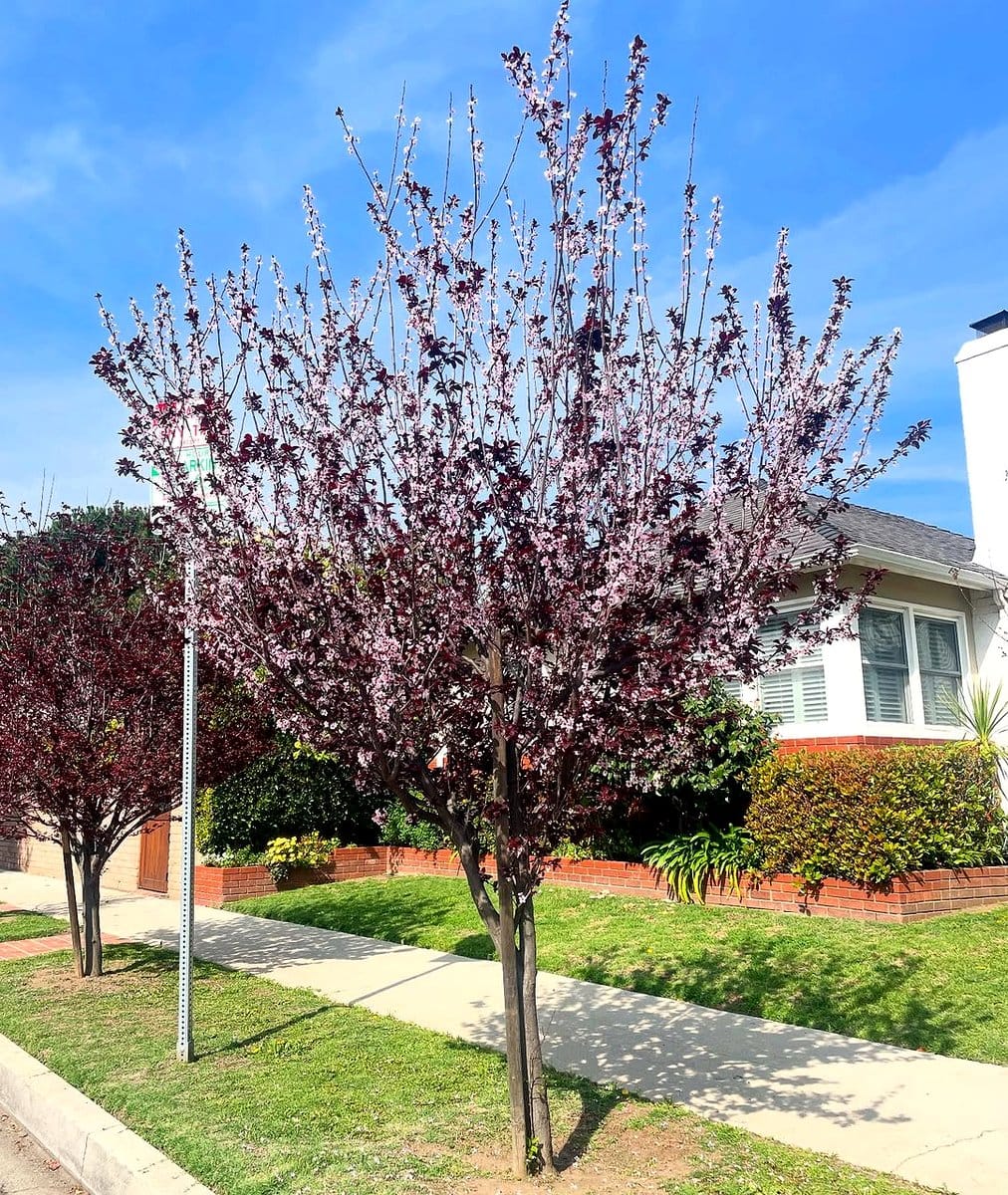 smoke tree with purple leaves in urban garden