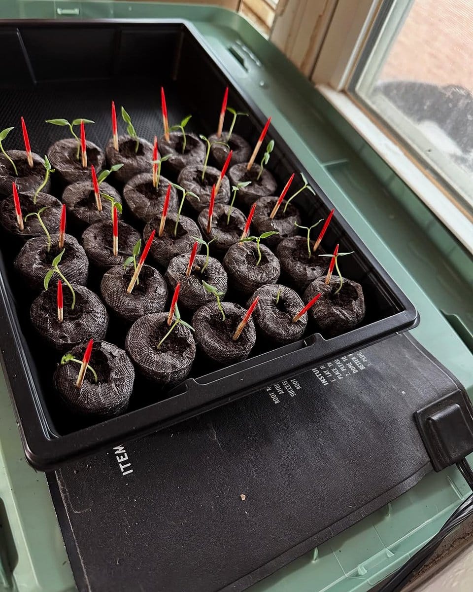 seed tray on heating mat