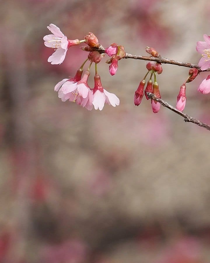 magnolia tree with white flowers in city park