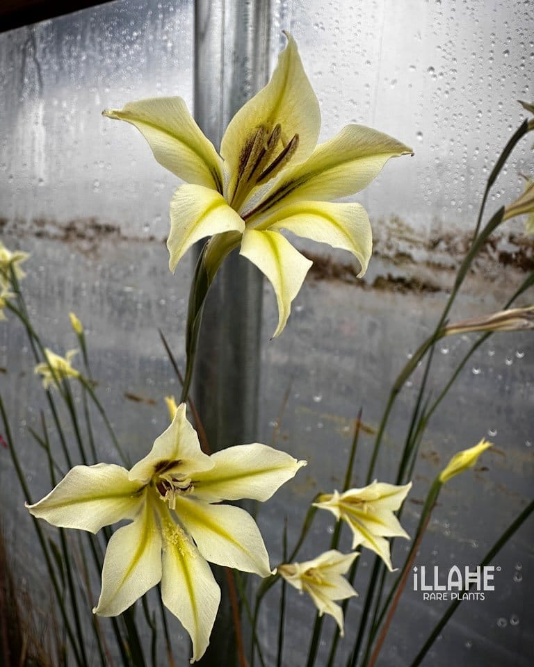 night gladiolus in bloom