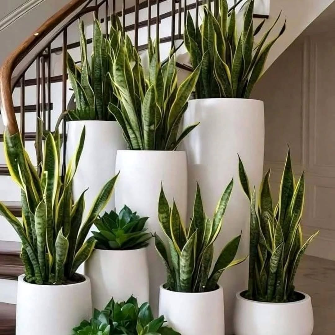 peace lily in bathroom corner