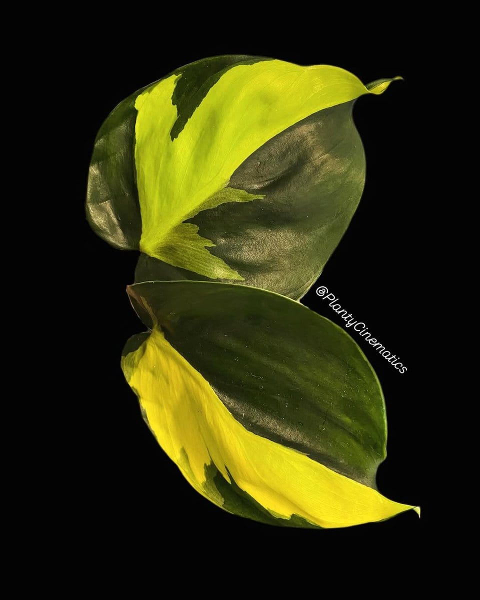 philodendron brasil with variegated green and yellow leaves