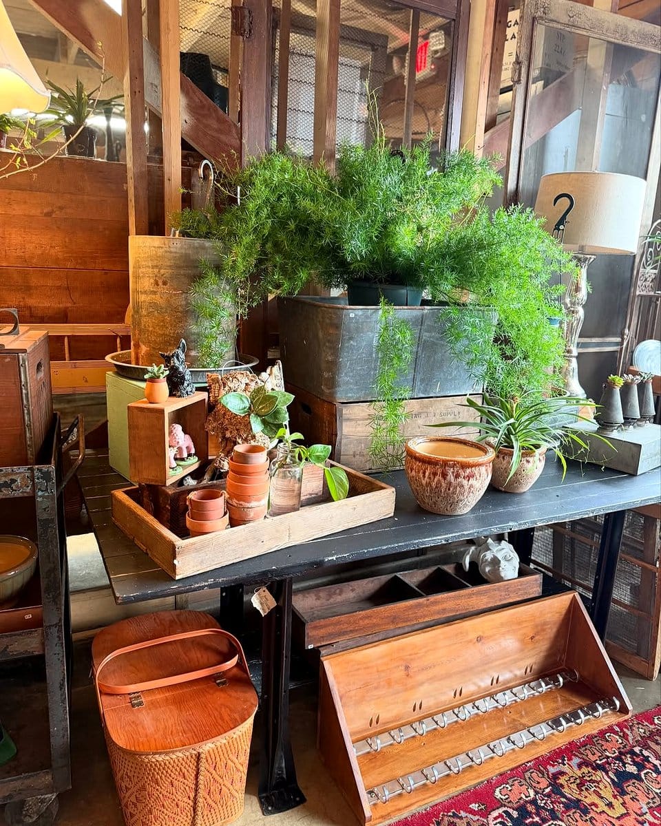 Upcycled vinyl record plant pot stand with succulents