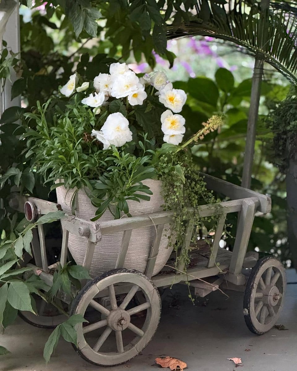 Begonia varieties in ceramic pots