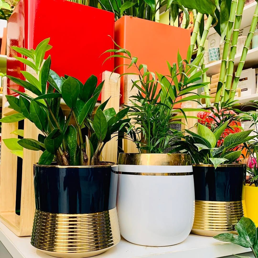 Vibrant rubber plant in modern planter
