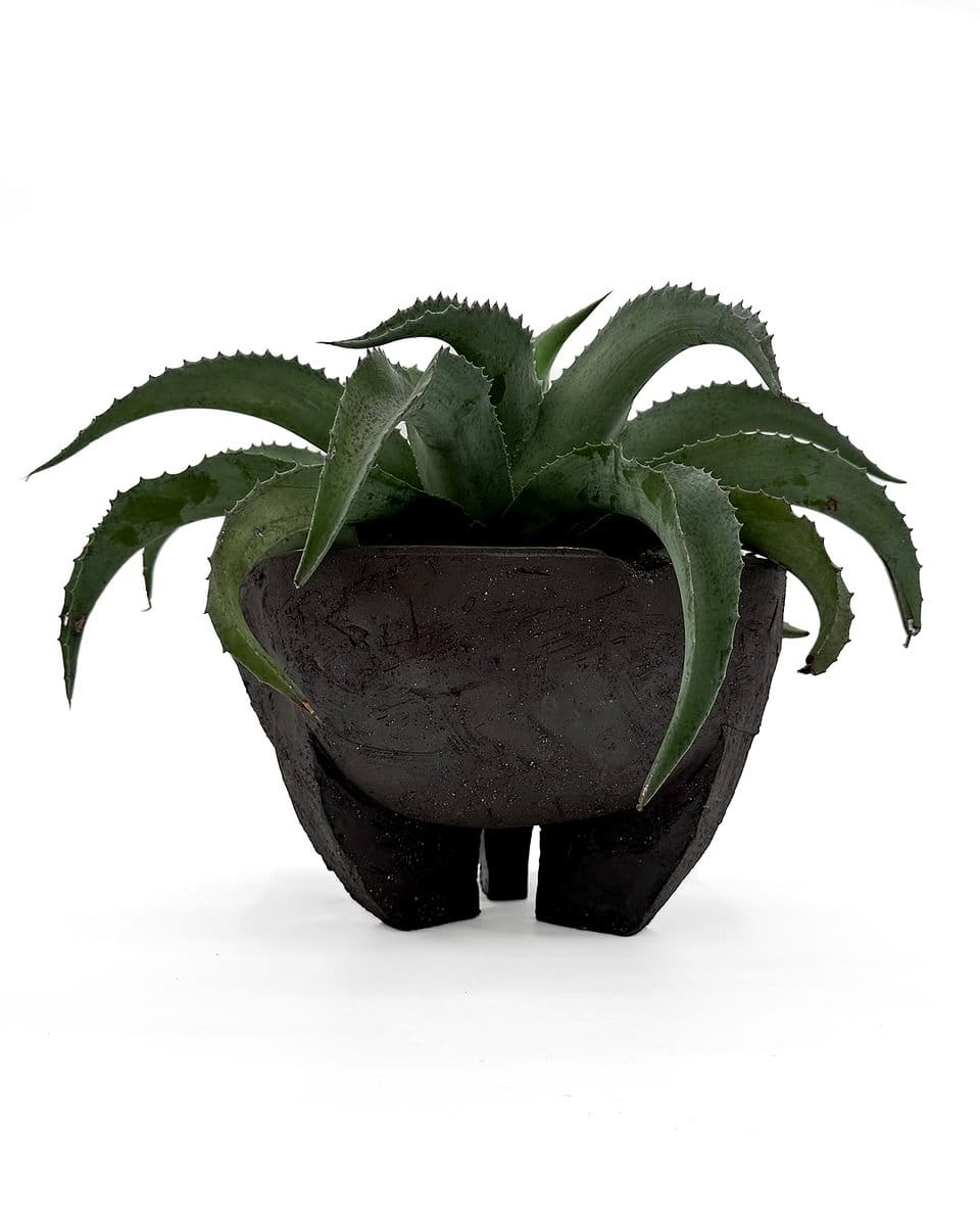 black iron pot with aloe vera