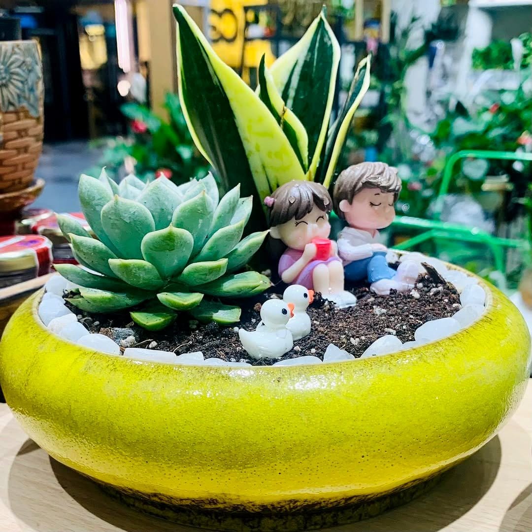 varied succulents in geometric pots