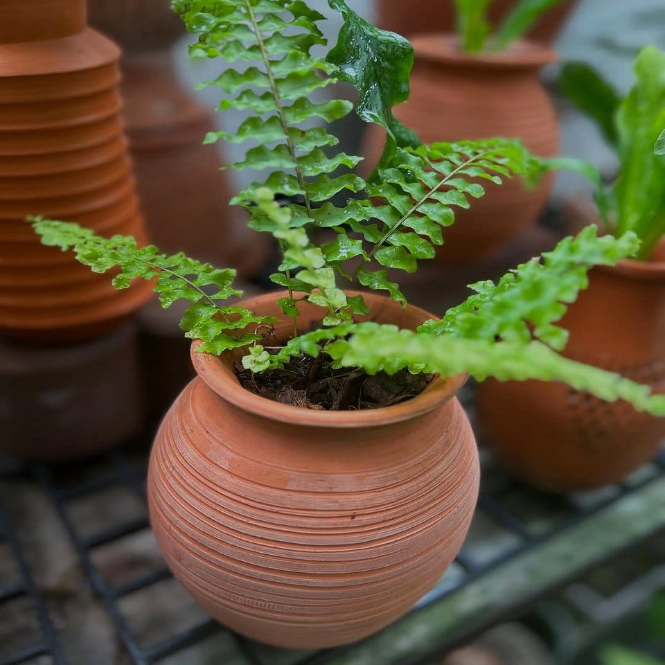 Rustic earthenware pots with cactus display