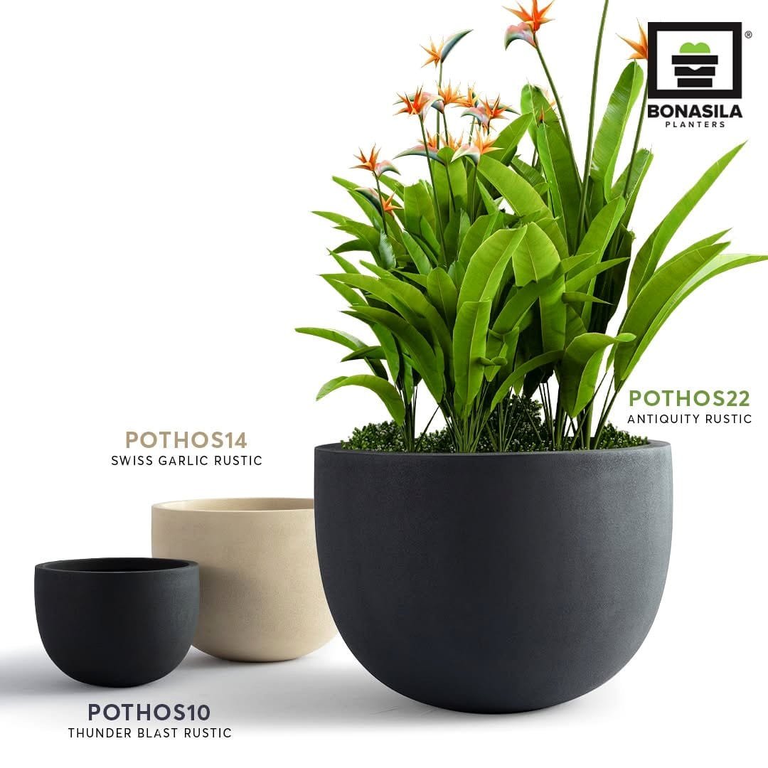 pothos plant in decorative bowl