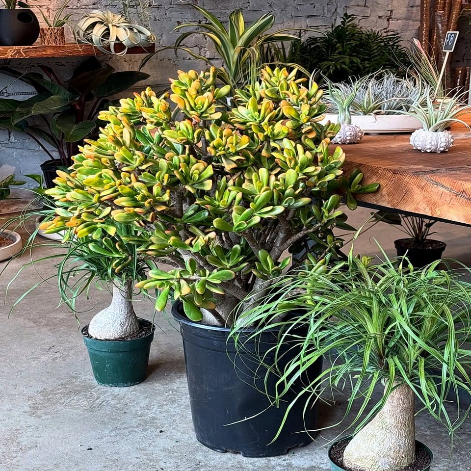 Relaxing aromatherapy corner with citrus plants