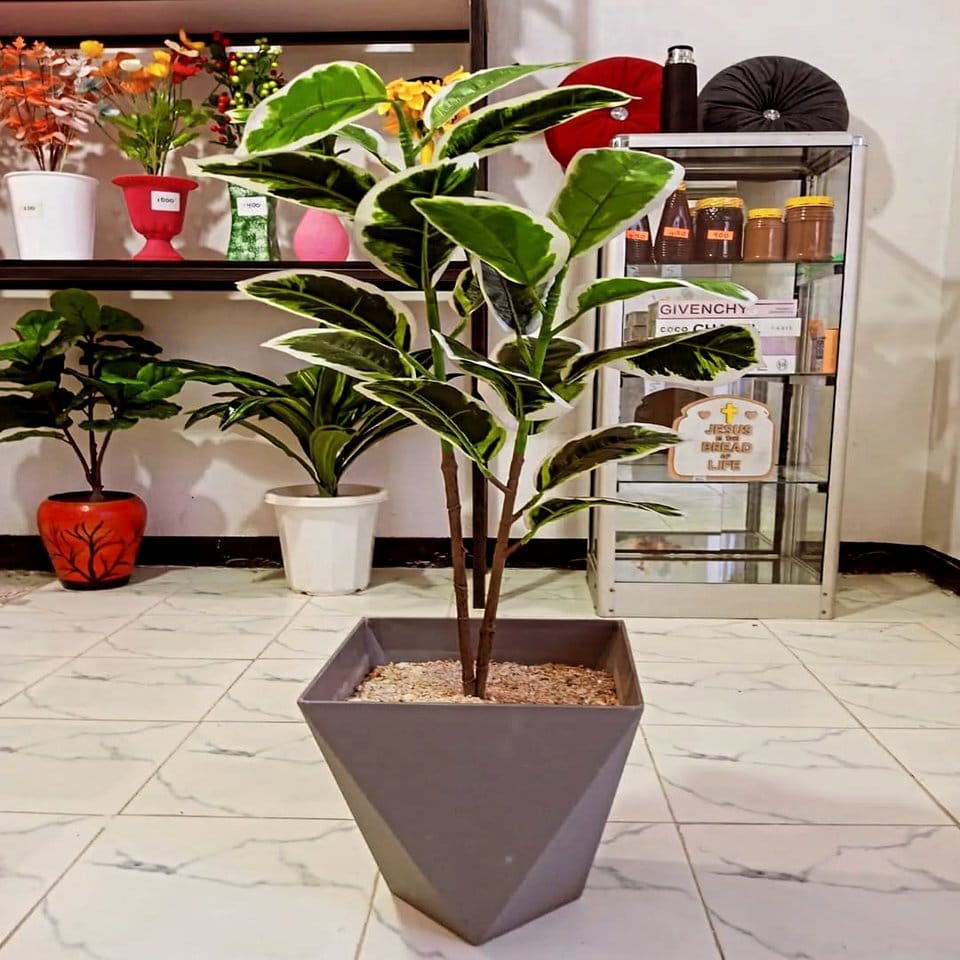 Cozy corner with tall floor plant in simple pot