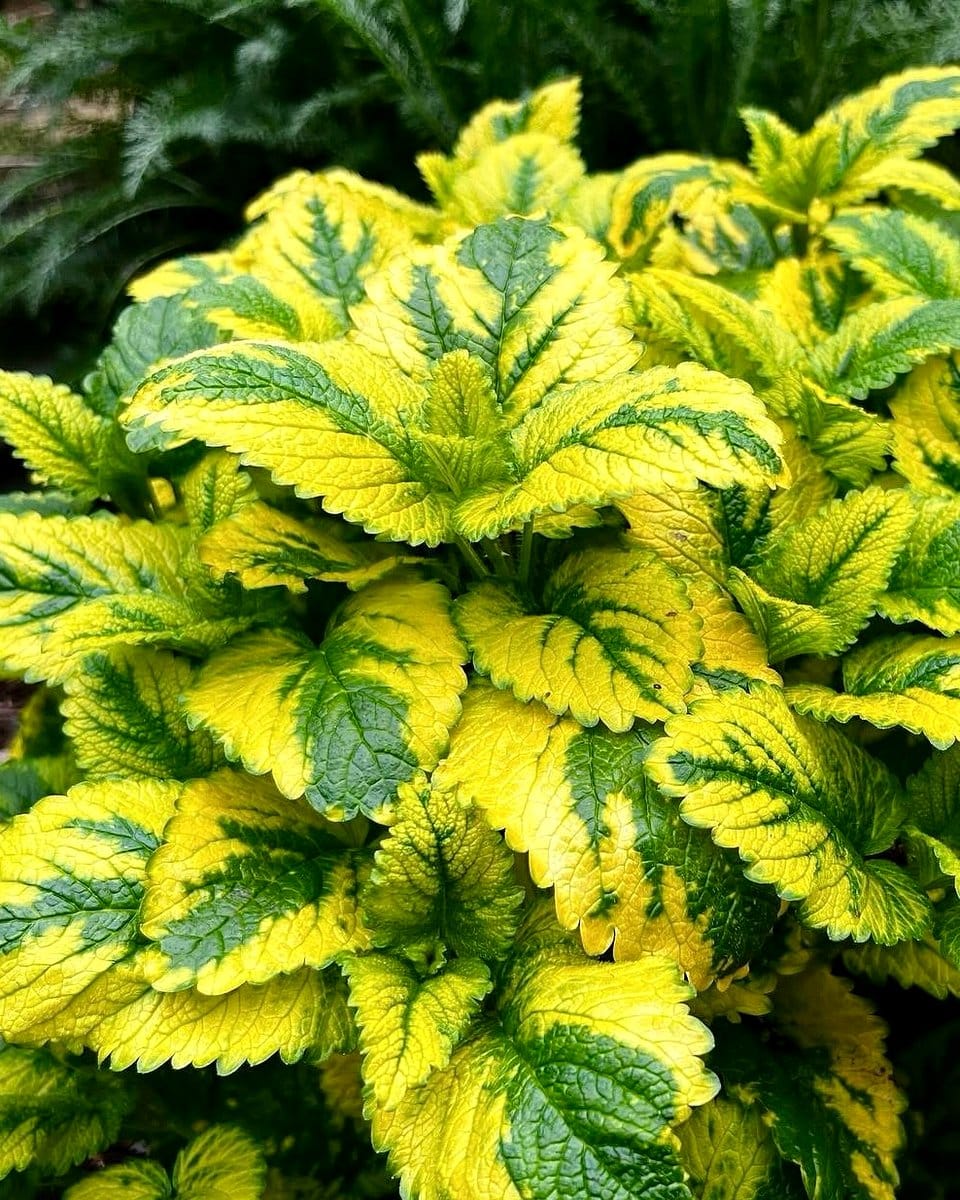 lemon balm leaves close-up