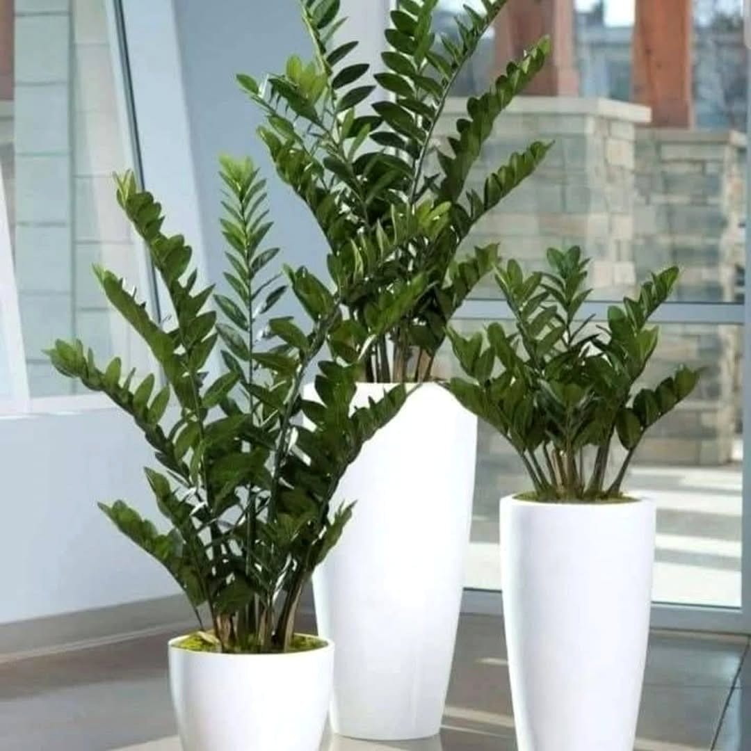 Dynamic diagonal plant pot display