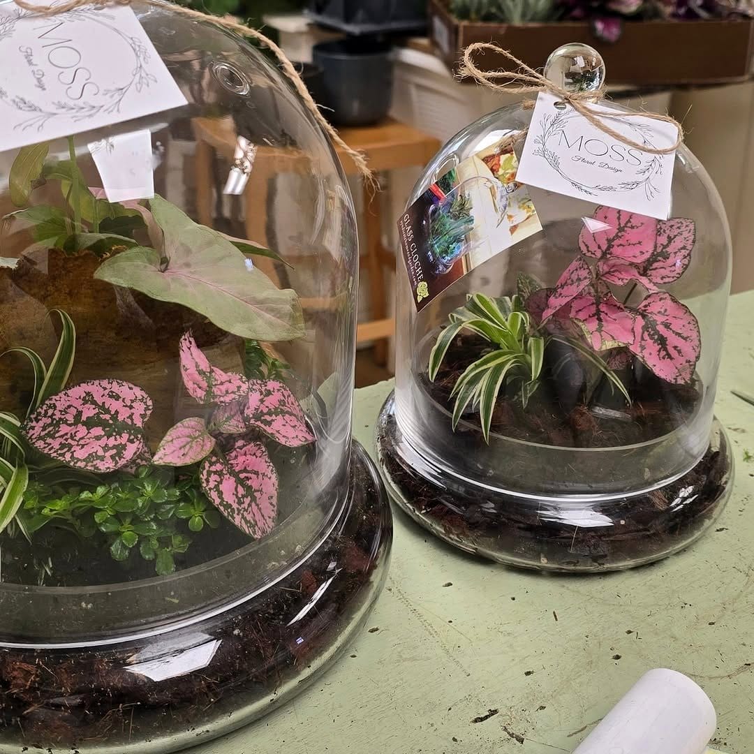 Vintage glass cloche with mini succulents