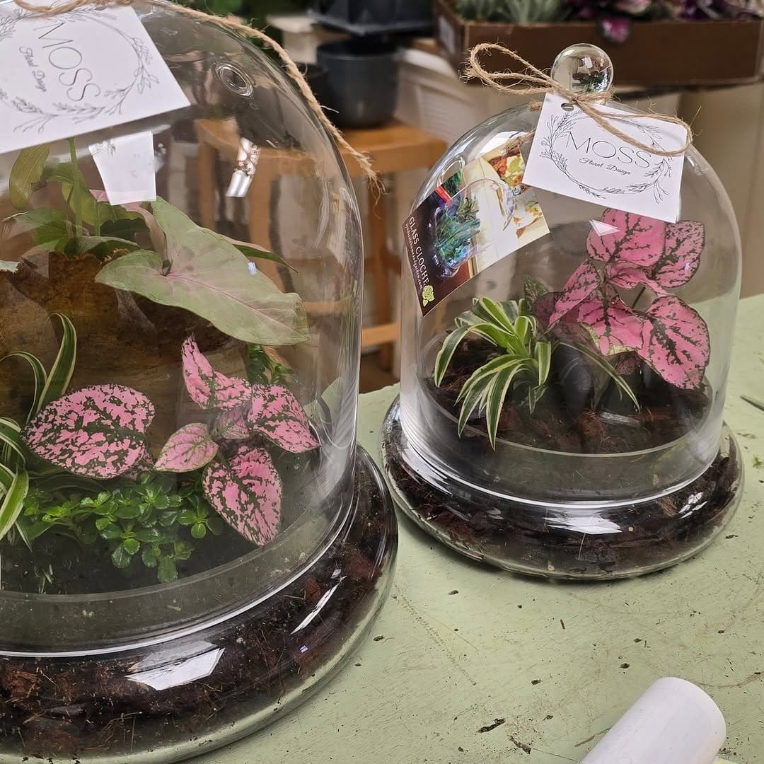 Succulent terrarium in glass dome