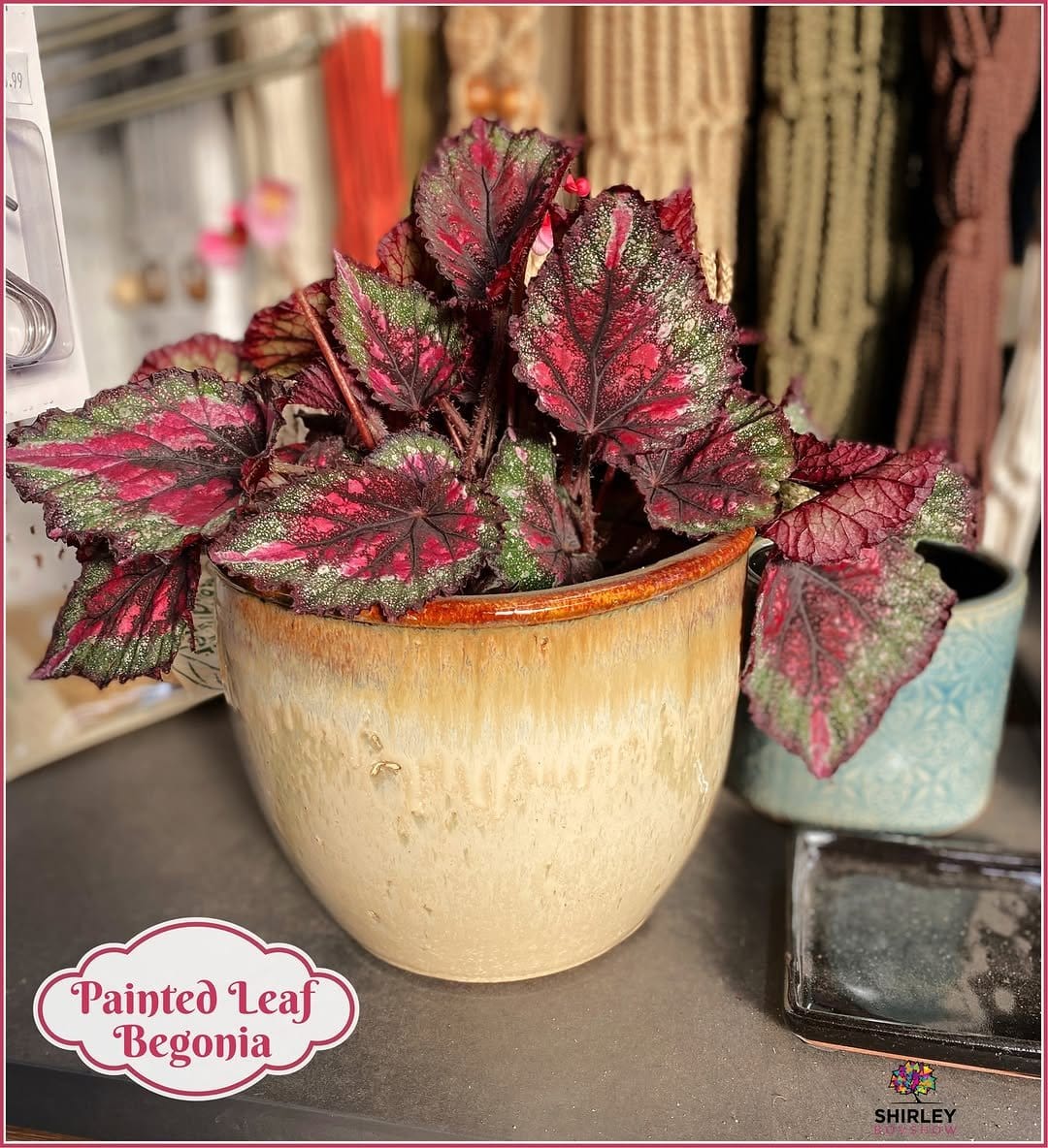 Colorful rex begonia in vintage container