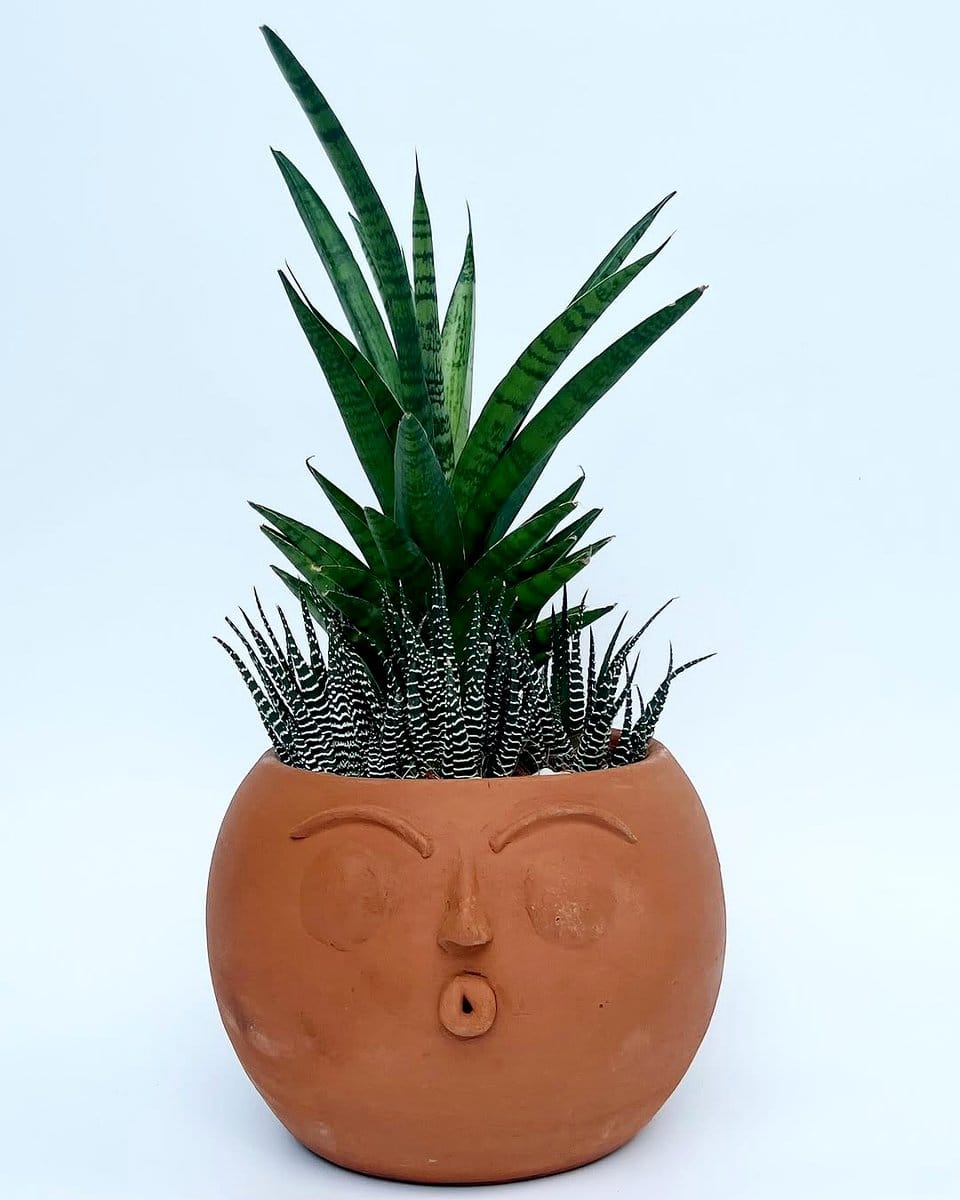 haworthia in terracotta pot