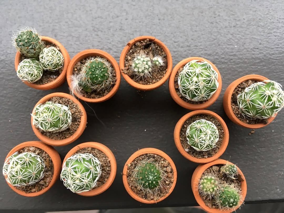 small cacti in terracotta pots