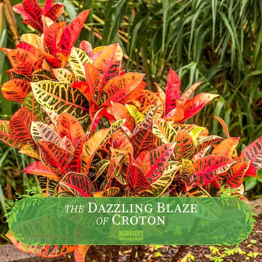 bright croton plant cluster
