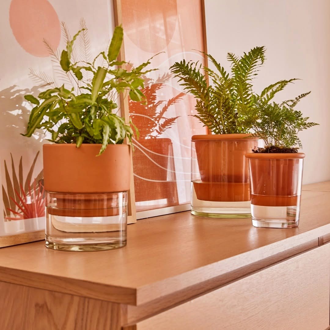 clear glass planter with pebbles
