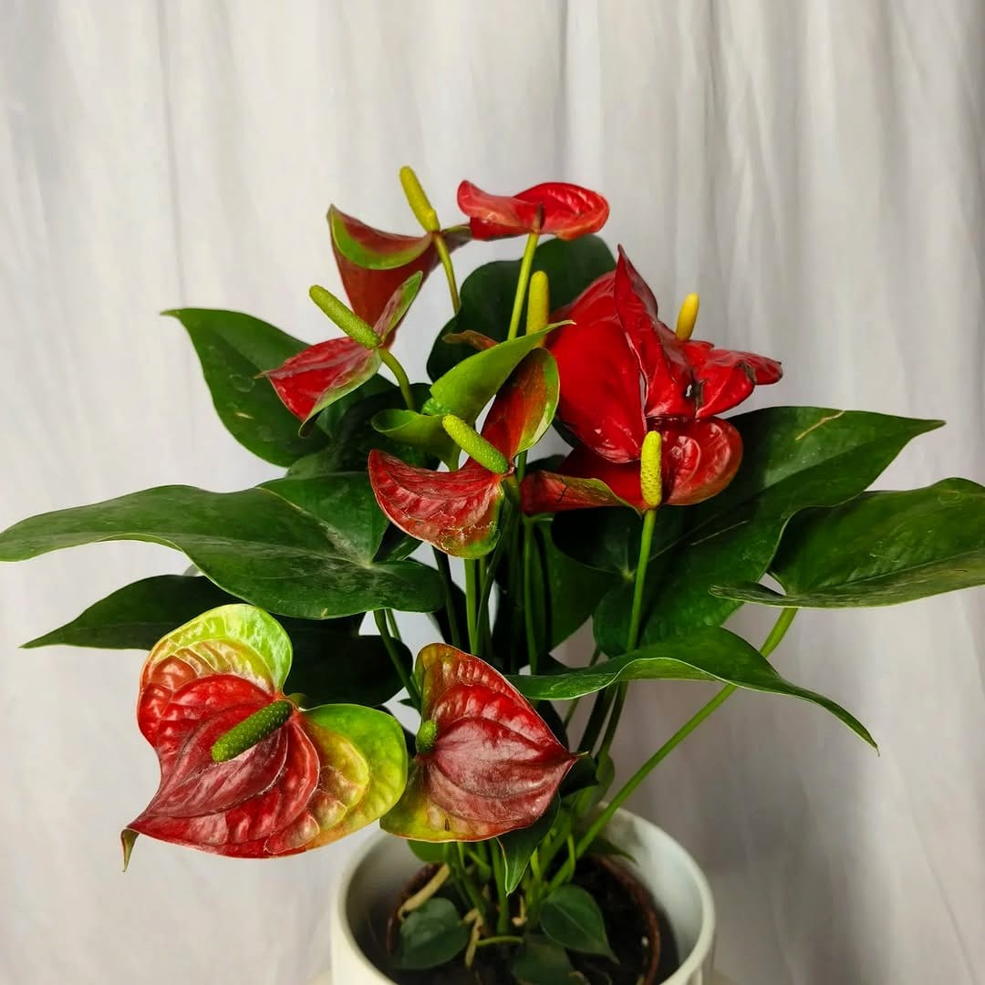 anthurium flowers in ceramic pots
