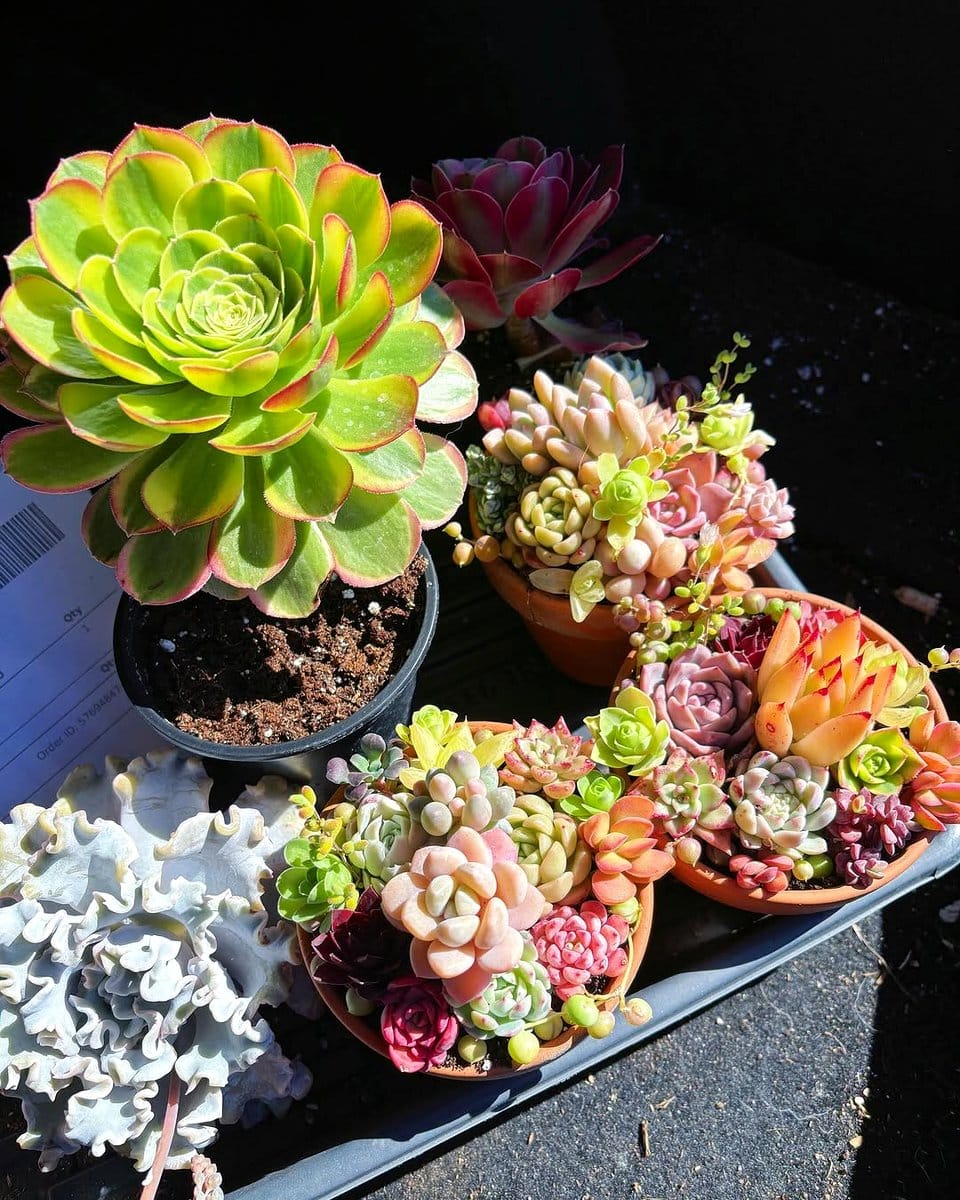 succulent planter with assorted succulents