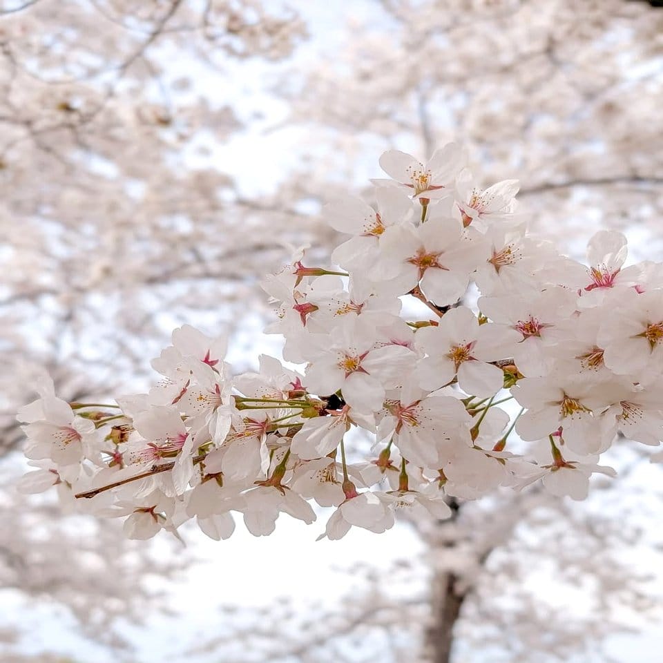 String of cherry blossom petal garland