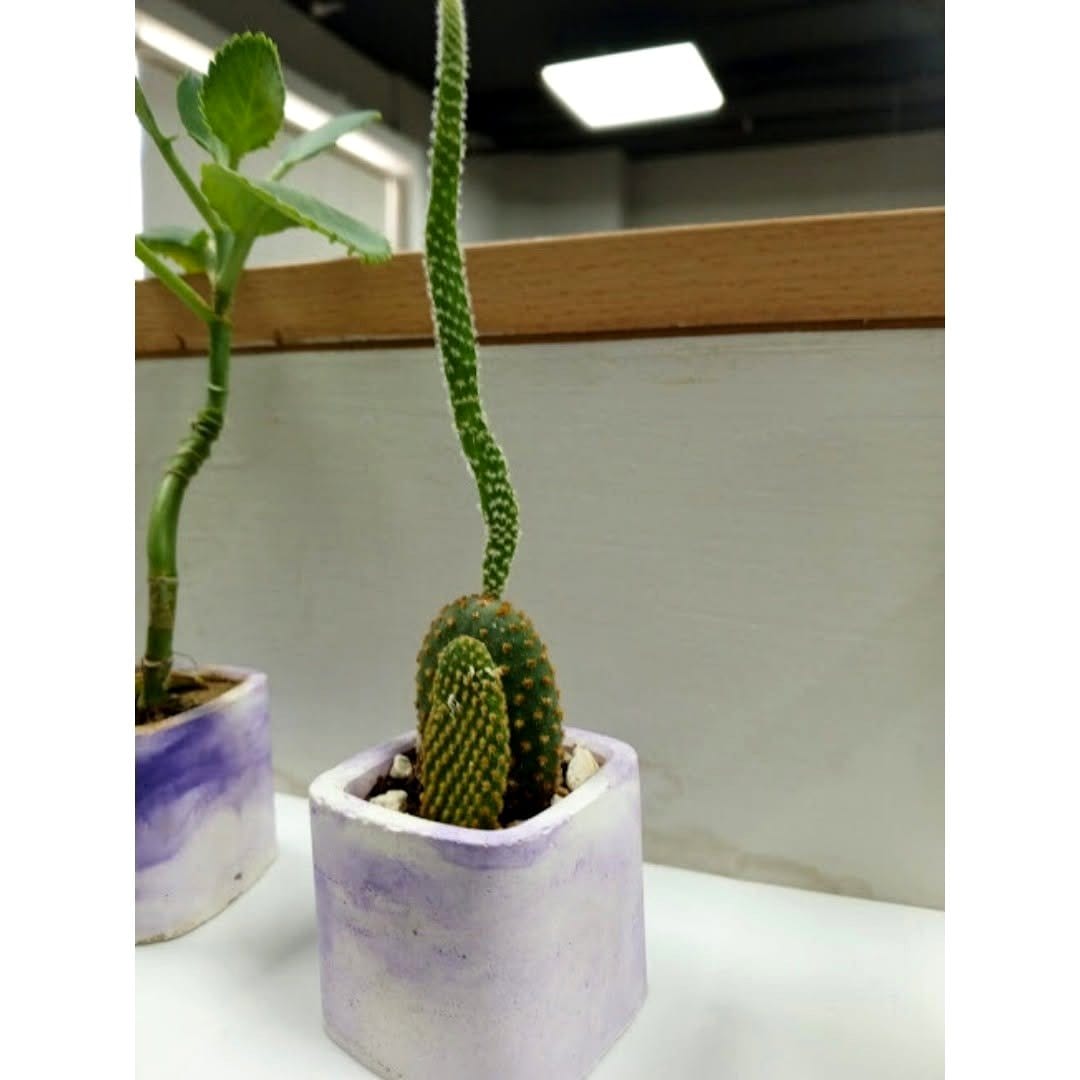 Haworthia succulent on office desk