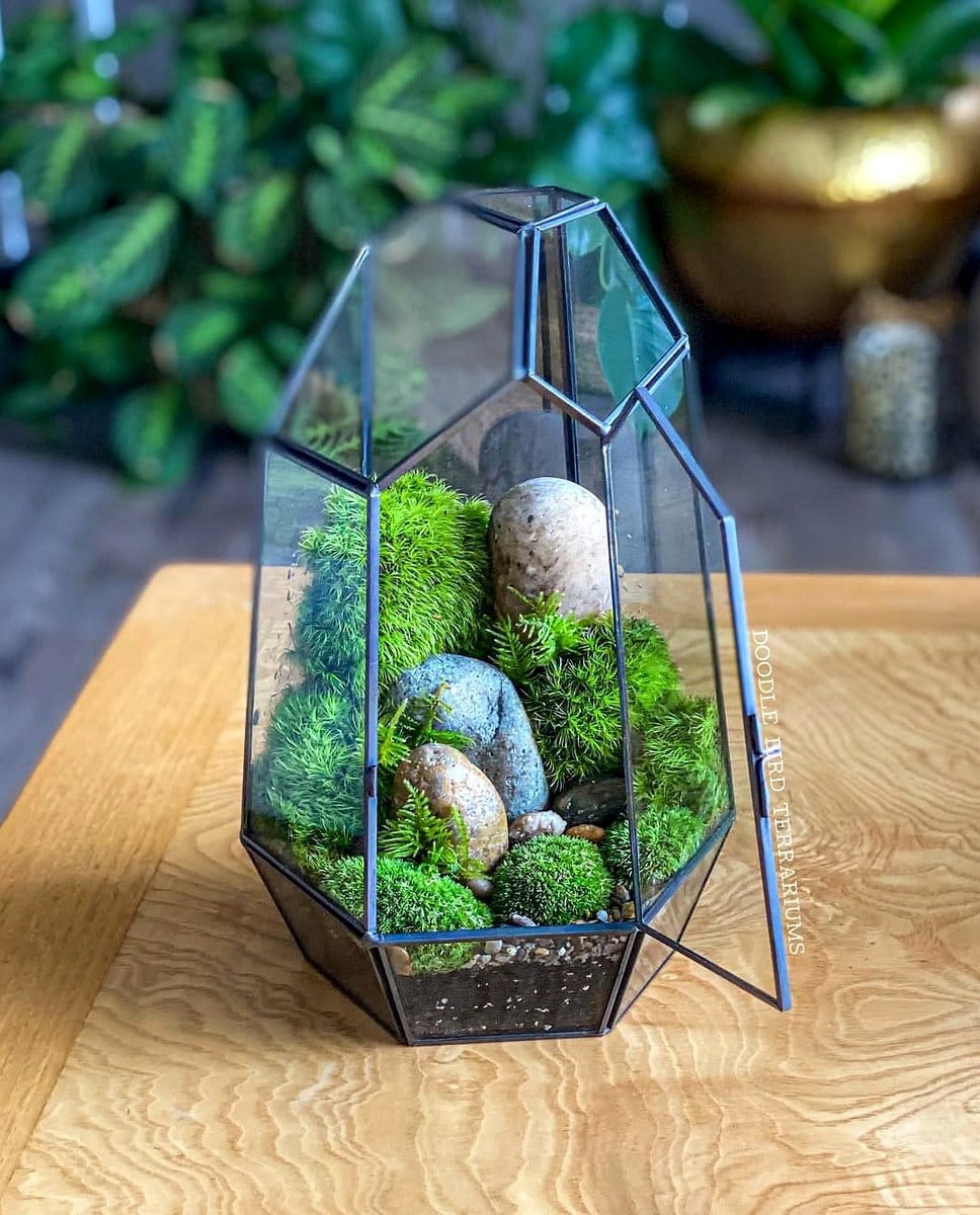 terrarium near bright window